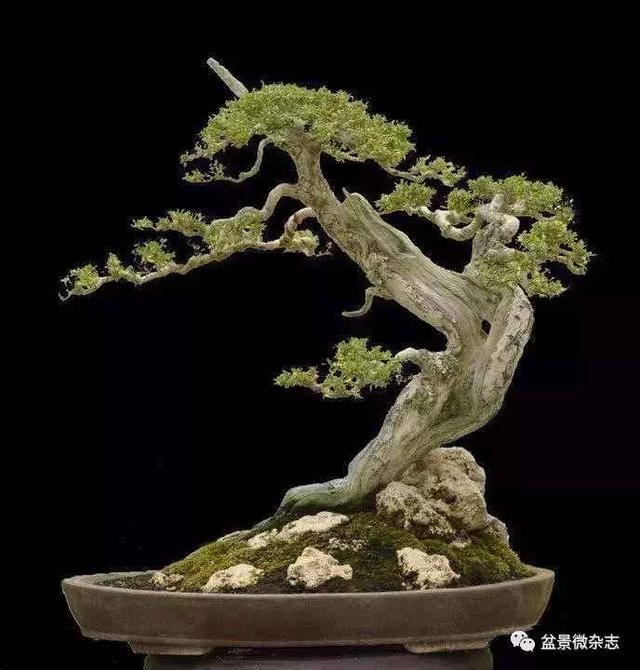 盆景造型進階技術：雕鑿法讓盆景疤節裂洞斑，蒼古野趣隨