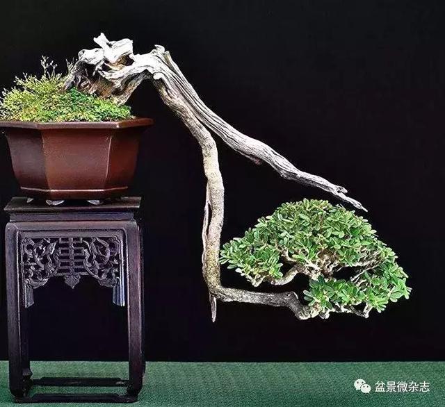 盆景造型進階技術：雕鑿法讓盆景疤節裂洞斑，蒼古野趣隨