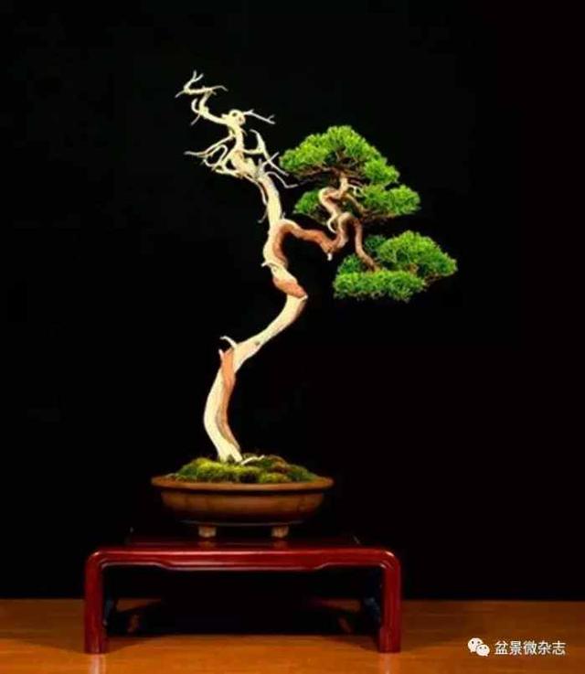 盆景造型進階技術：雕鑿法讓盆景疤節裂洞斑，蒼古野趣隨