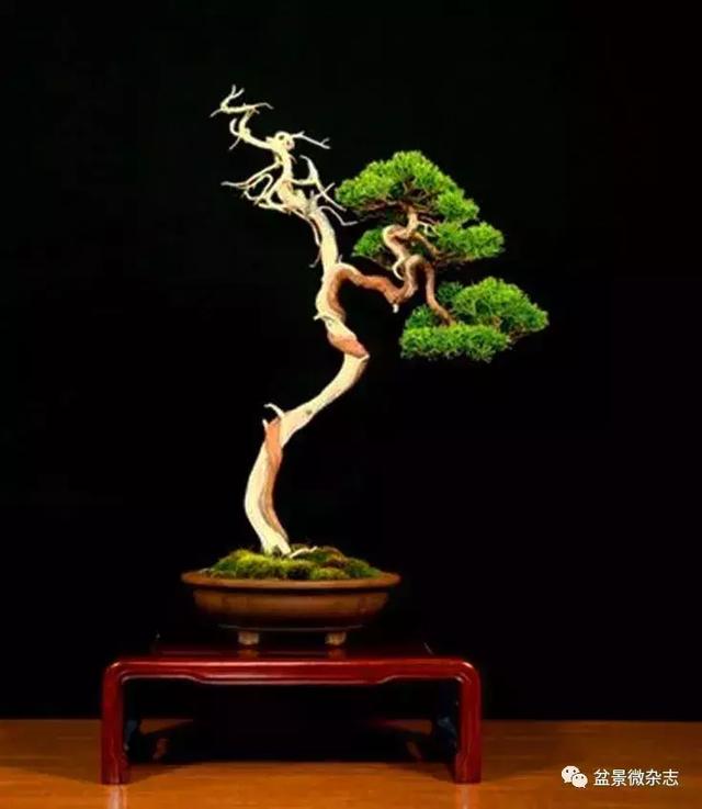 盆景造型進階技術：雕鑿法讓盆景疤節裂洞斑，蒼古野趣隨