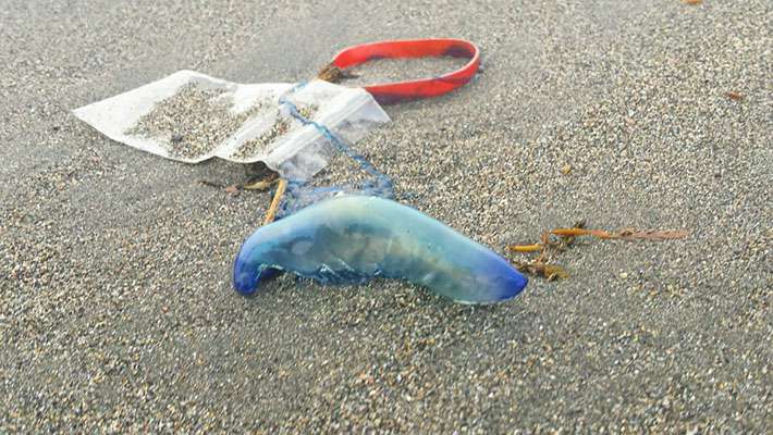 海邊漂亮的「透明藍色塑膠瓶」千萬別碰　真面目是令人發毛的「致命毒物」