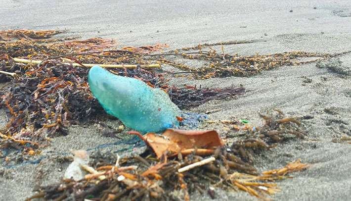 海邊漂亮的「透明藍色塑膠瓶」千萬別碰　真面目是令人發毛的「致命毒物」