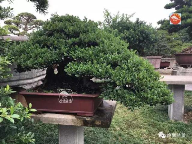 夏天來了，怎樣才能讓盆景安全健康度過夏天