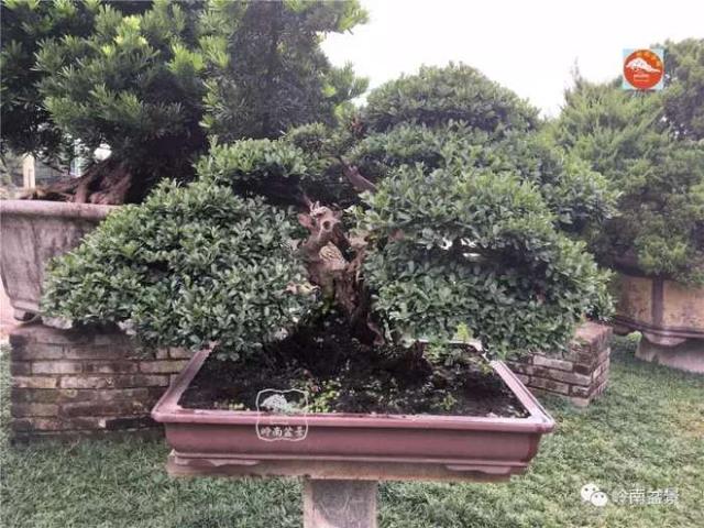 夏天來了，怎樣才能讓盆景安全健康度過夏天