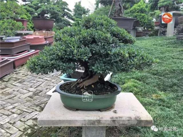 夏天來了，怎樣才能讓盆景安全健康度過夏天