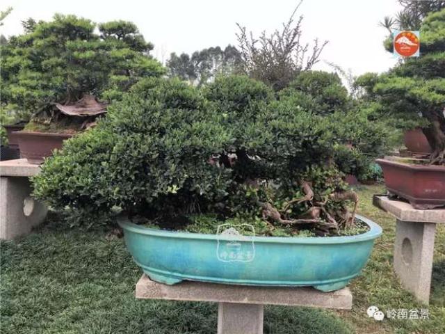 夏天來了，怎樣才能讓盆景安全健康度過夏天