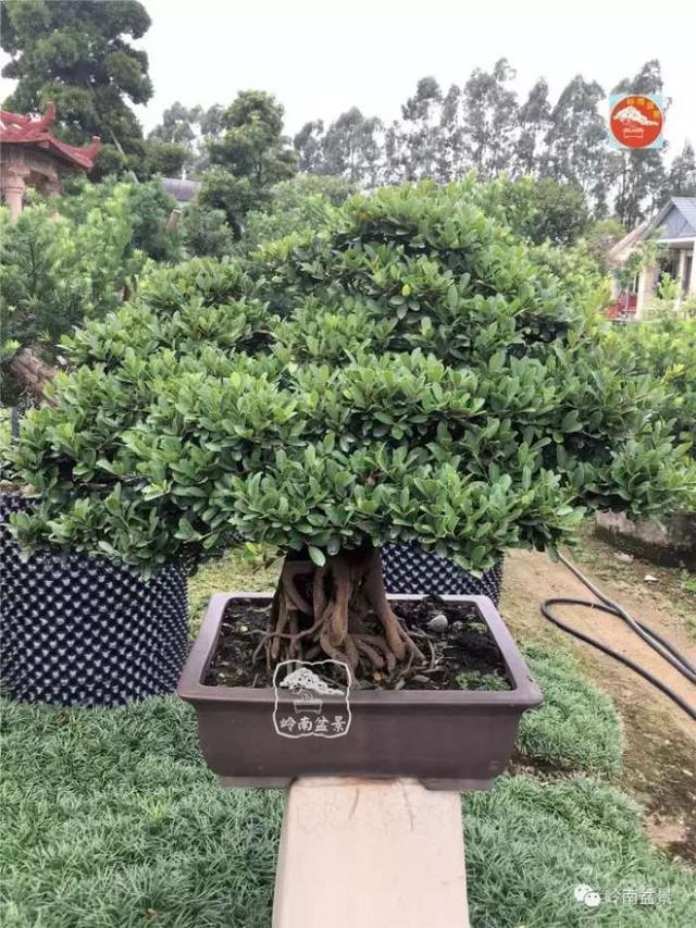 夏天來了，怎樣才能讓盆景安全健康度過夏天