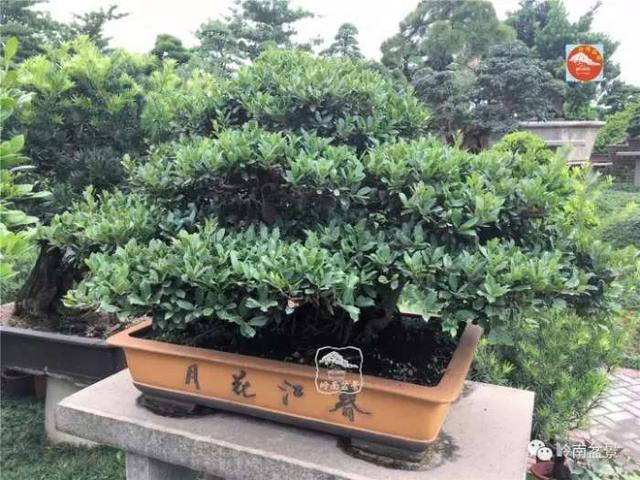 夏天來了，怎樣才能讓盆景安全健康度過夏天
