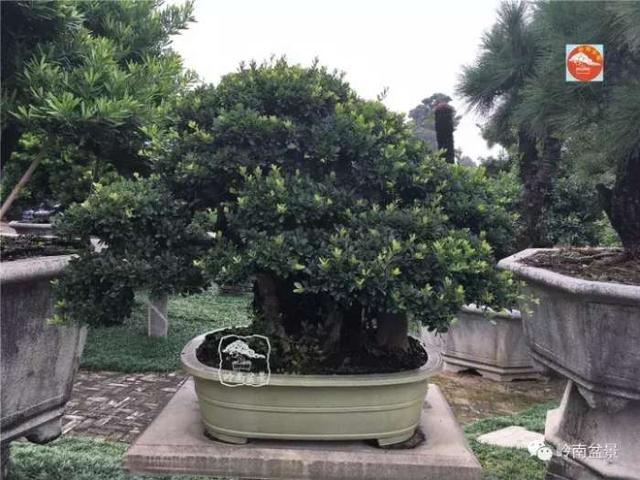 夏天來了，怎樣才能讓盆景安全健康度過夏天