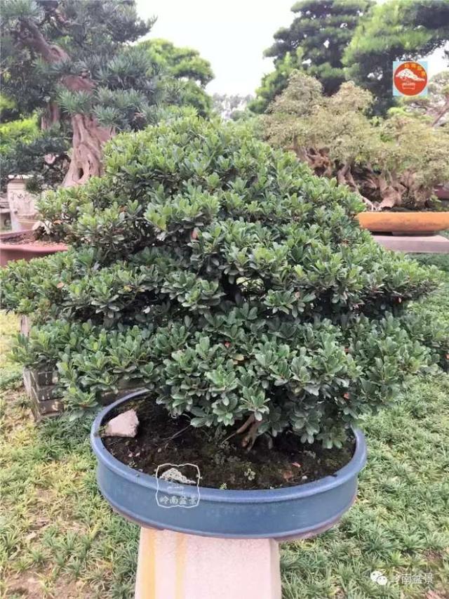 夏天來了，怎樣才能讓盆景安全健康度過夏天