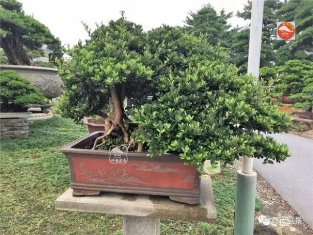 夏天來了，怎樣才能讓盆景安全健康度過夏天
