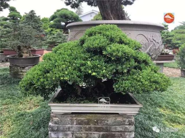 夏天來了，怎樣才能讓盆景安全健康度過夏天