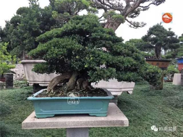 夏天來了，怎樣才能讓盆景安全健康度過夏天