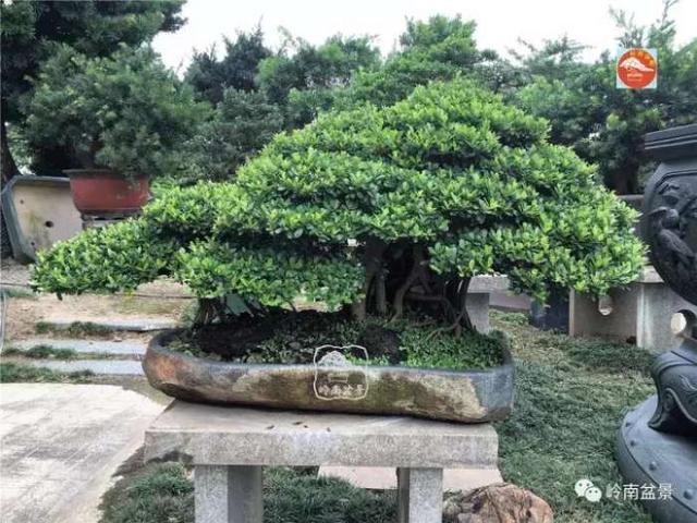 夏天來了，怎樣才能讓盆景安全健康度過夏天