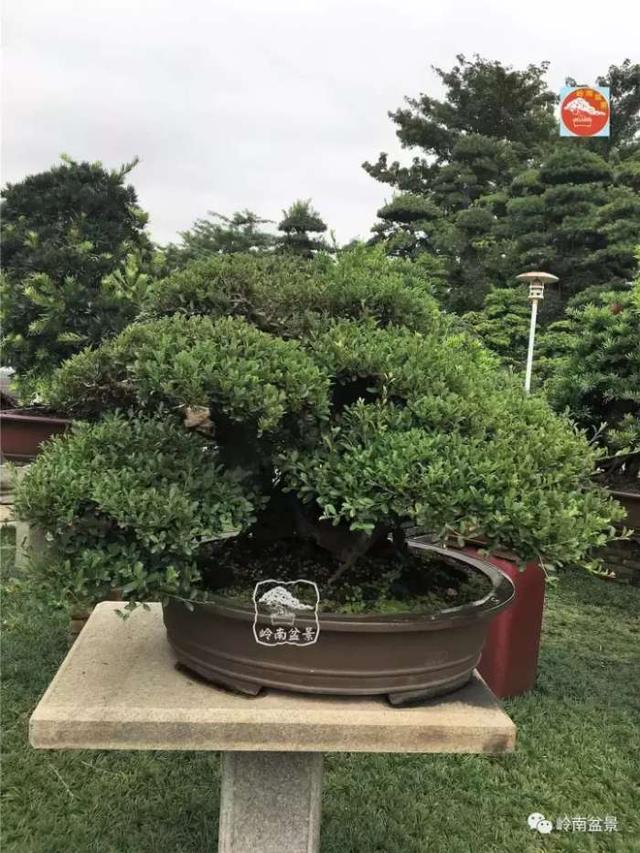 夏天來了，怎樣才能讓盆景安全健康度過夏天