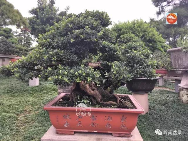夏天來了，怎樣才能讓盆景安全健康度過夏天