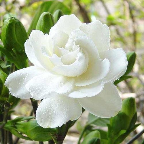 比茉莉花還香的「6種花卉」，種在陽台，滿屋子都飄香！