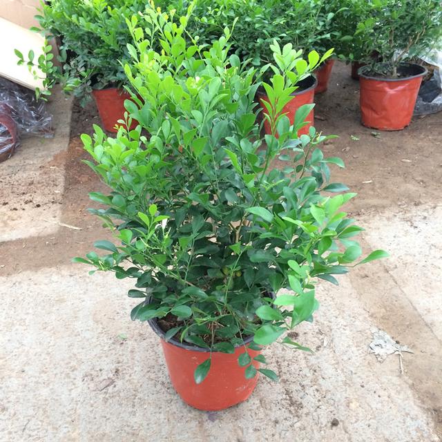 比茉莉花還香的「6種花卉」，種在陽台，滿屋子都飄香！