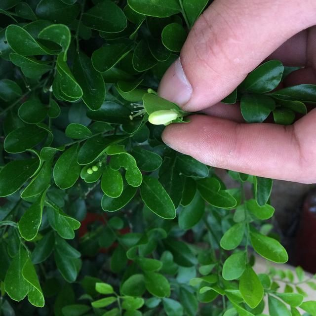 比茉莉花還香的「6種花卉」，種在陽台，滿屋子都飄香！