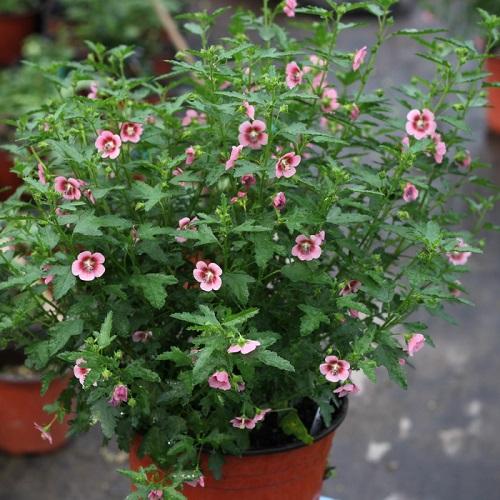 比茉莉花還香的「6種花卉」，種在陽台，滿屋子都飄香！