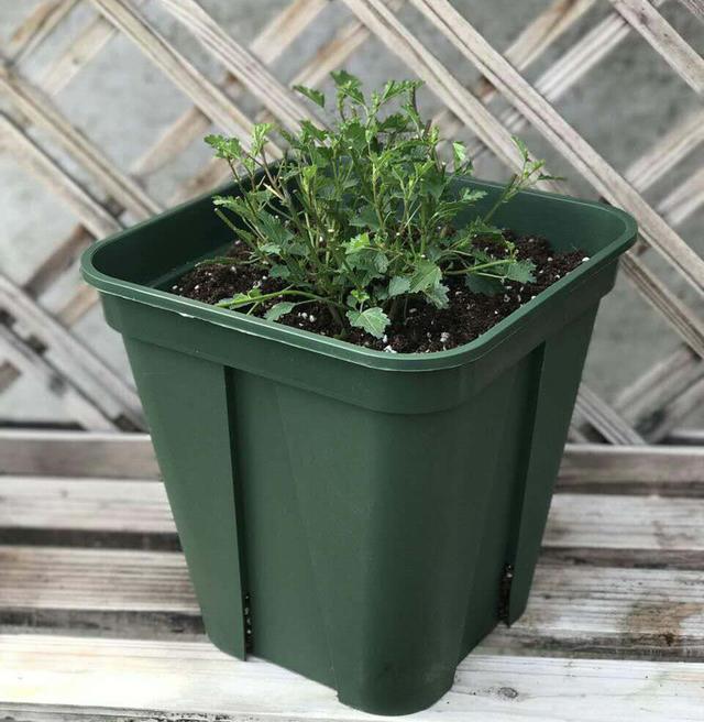 比茉莉花還香的「6種花卉」，種在陽台，滿屋子都飄香！