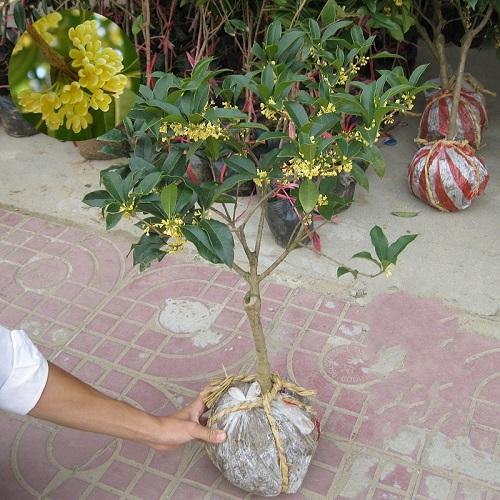 比茉莉花還香的「6種花卉」，種在陽台，滿屋子都飄香！
