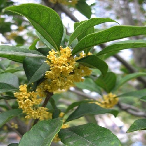比茉莉花還香的「6種花卉」，種在陽台，滿屋子都飄香！