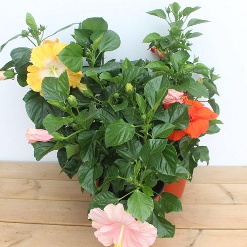 比茉莉花還香的「6種花卉」，種在陽台，滿屋子都飄香！