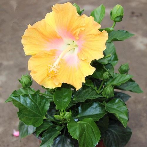 比茉莉花還香的「6種花卉」，種在陽台，滿屋子都飄香！