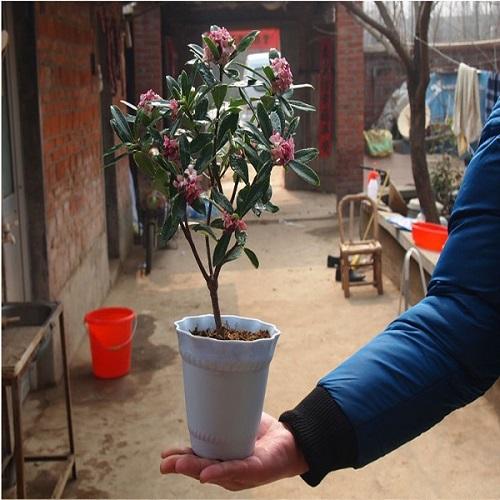 比茉莉花還香的「6種花卉」，種在陽台，滿屋子都飄香！