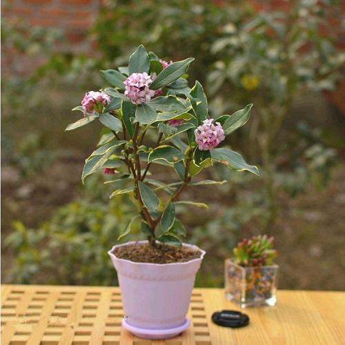 比茉莉花還香的「6種花卉」，種在陽台，滿屋子都飄香！