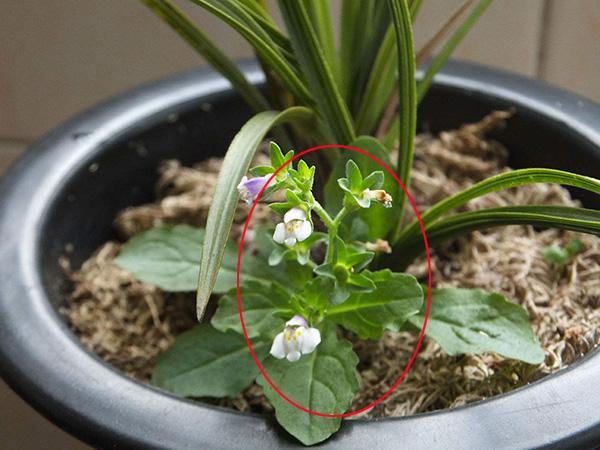 養花禁忌：花盆裡雜草能不能拔？花店老闆說漏嘴，以後再也不爛根！ 