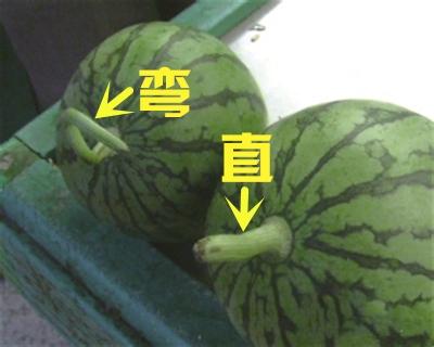 跟農村老瓜農學會這4招，告別「白臉瓜」，挑西瓜不再求人 