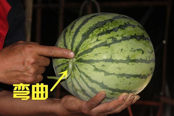 跟農村老瓜農學會這4招，告別「白臉瓜」，挑西瓜不再求人 