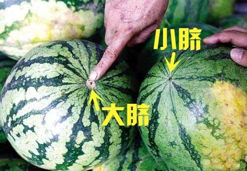 跟農村老瓜農學會這4招，告別「白臉瓜」，挑西瓜不再求人 