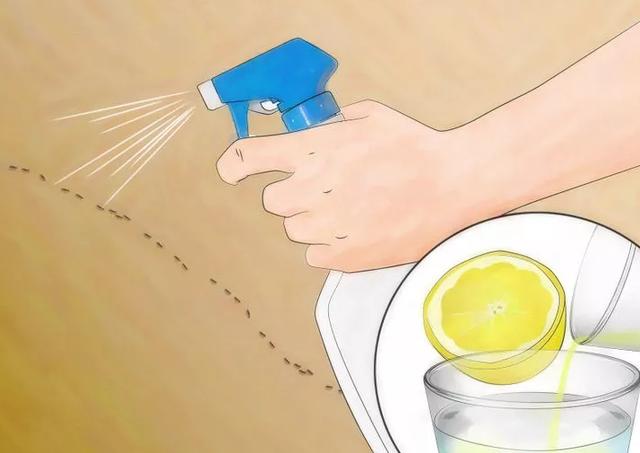 家裡發現「螞蟻」怎麼辦？不用擔心，教你「一招」不用殺蟲劑就能消滅牠們！ 