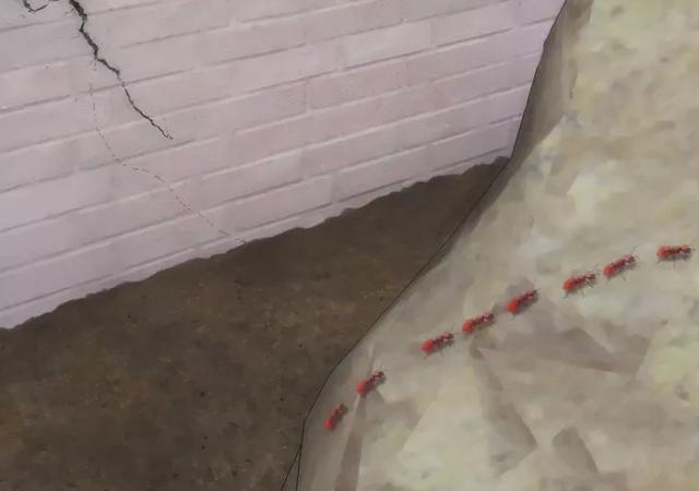 家裡發現「螞蟻」怎麼辦？不用擔心，教你「一招」不用殺蟲劑就能消滅牠們！ 