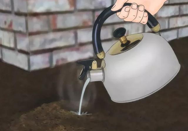 家裡發現「螞蟻」怎麼辦？不用擔心，教你「一招」不用殺蟲劑就能消滅牠們！ 