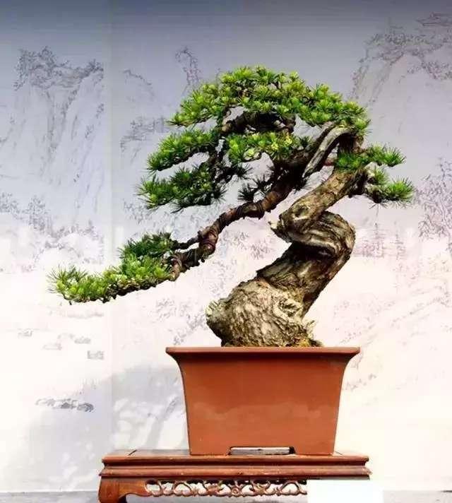 盆景造型基礎知識：學習盆景的結頂方式