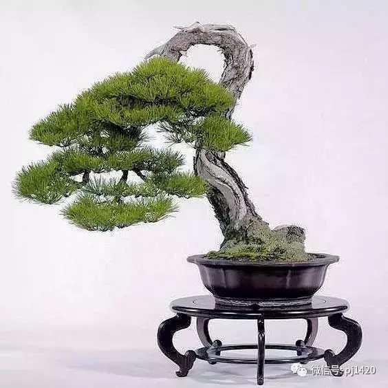 盆景造型基礎知識：學習盆景的結頂方式