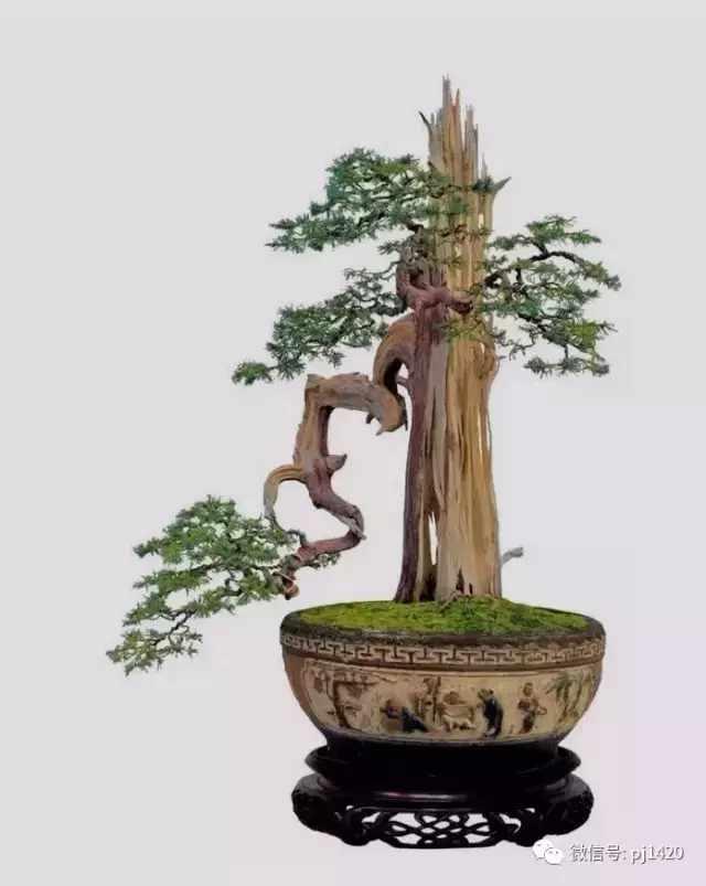 盆景造型基礎知識：學習盆景的結頂方式
