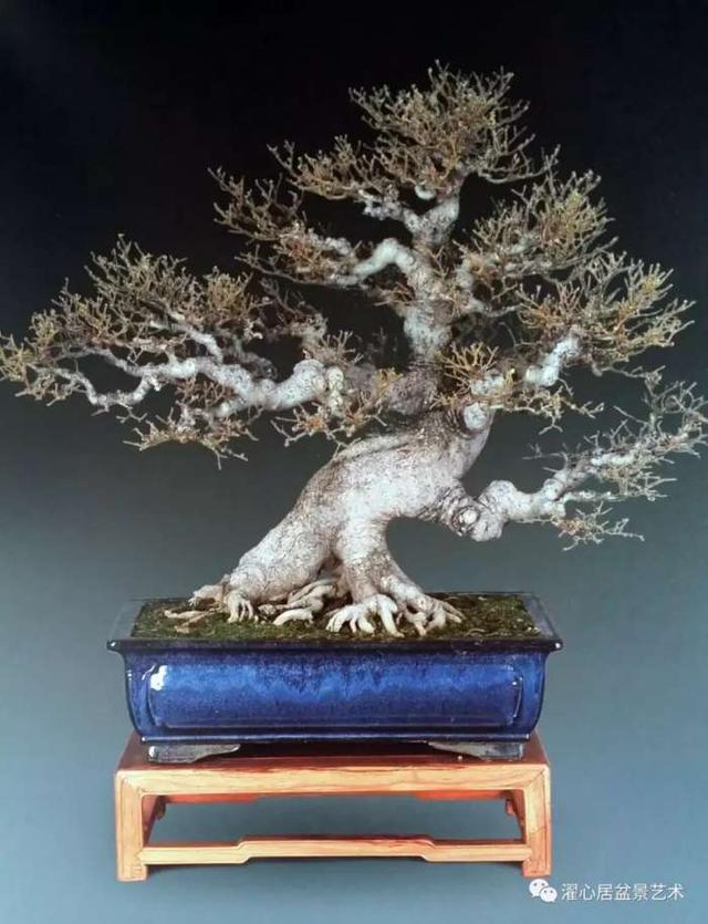 盆景藝術大師黃就偉作品欣賞