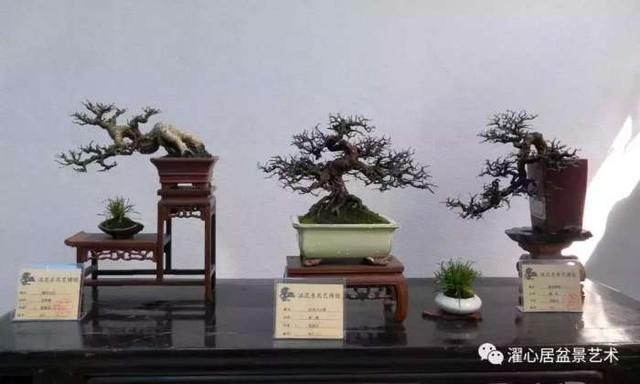 盆景藝術大師黃就偉作品欣賞