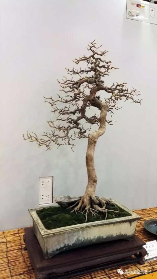 盆景藝術大師黃就偉作品欣賞