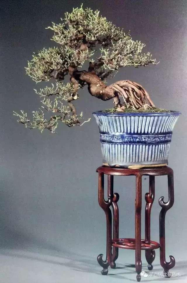 盆景藝術大師黃就偉作品欣賞