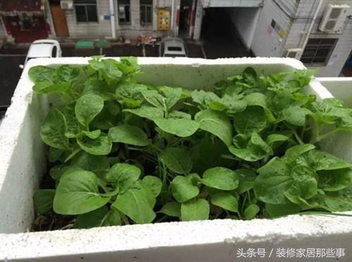 不用土地，這樣在家裡種菜，照樣有菜吃！