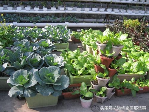 不用土地，這樣在家裡種菜，照樣有菜吃！