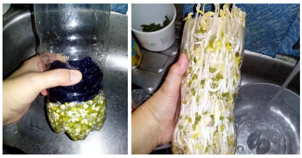 原來一個可樂瓶就能種出全家人吃的豆芽菜！關鍵還這麼簡單~ 
