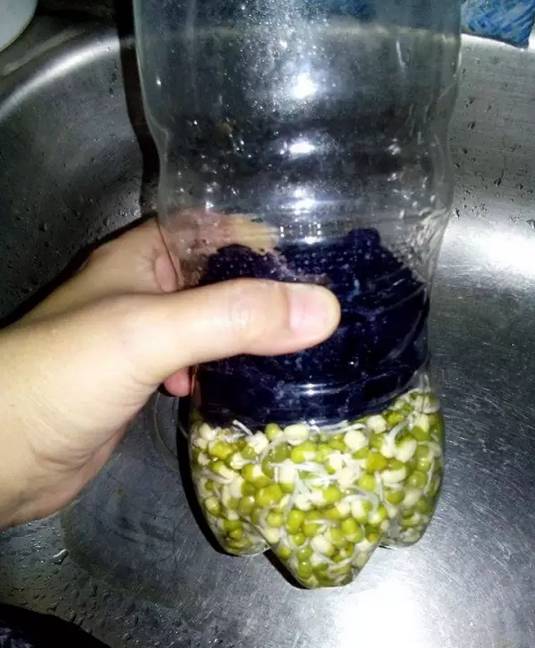 原來一個可樂瓶就能種出全家人吃的豆芽菜！關鍵還這麼簡單~ 