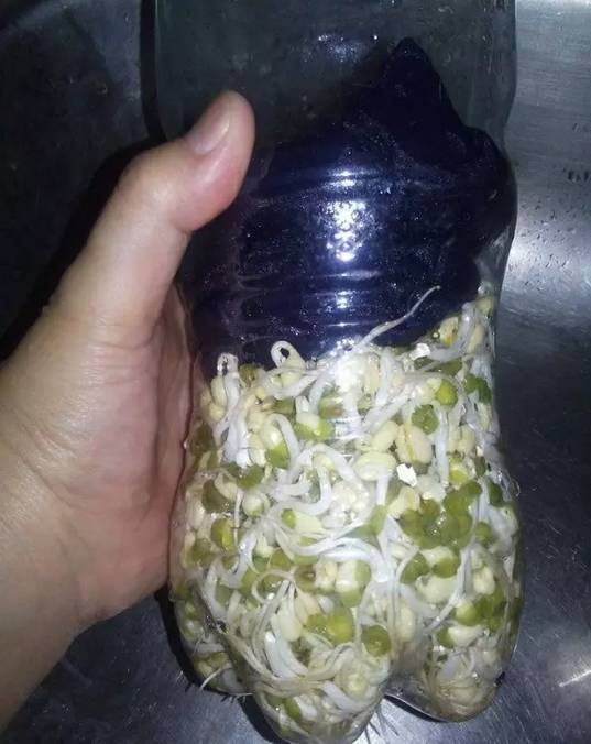 原來一個可樂瓶就能種出全家人吃的豆芽菜！關鍵還這麼簡單~ 